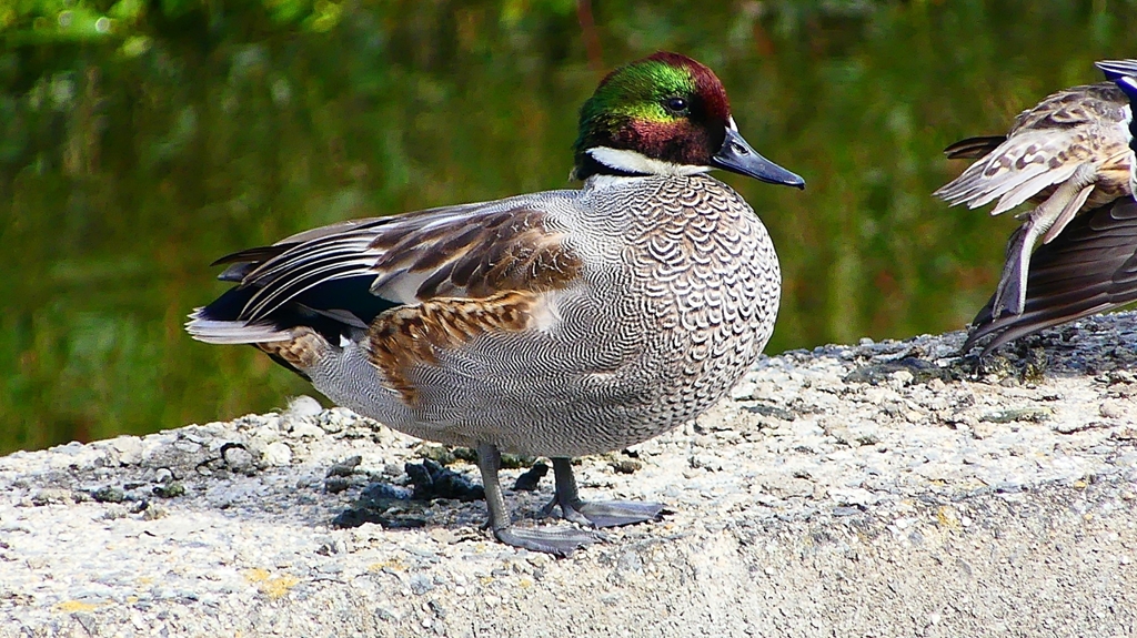 P2350196：ヨシガモ