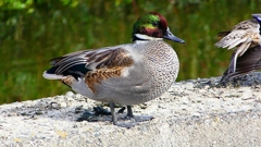 P2350196：ヨシガモ