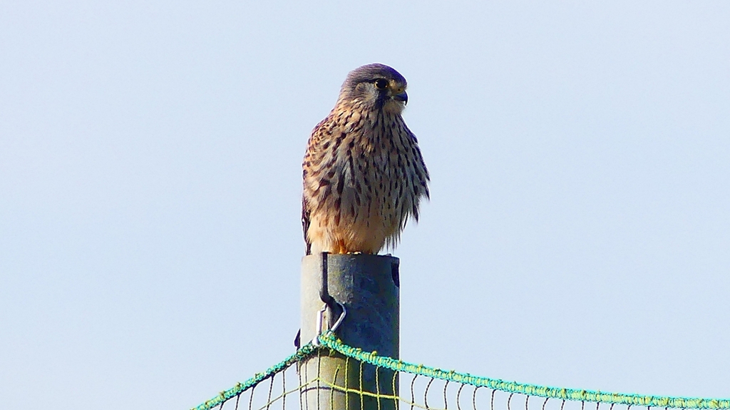 P2340294：チョウゲンボウ