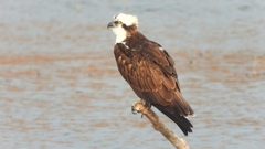 DSCN7338：ミサゴ