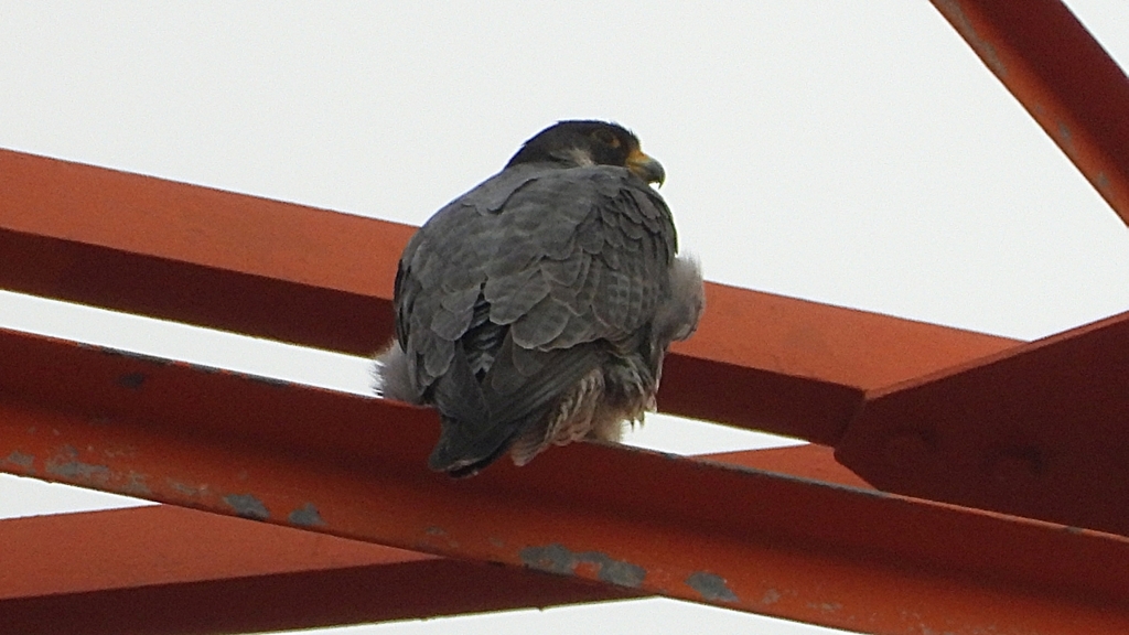 DSCN3436：ハヤブサ