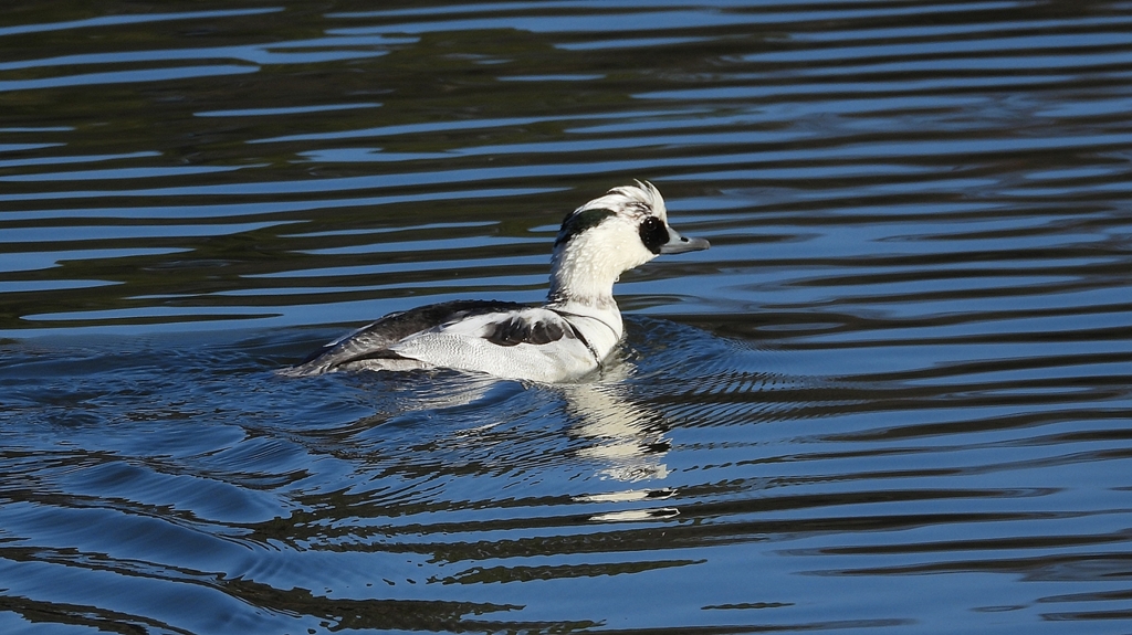 DSCN4908：ミコアイサ（オス）