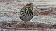 DSCN8240：ビンズイ