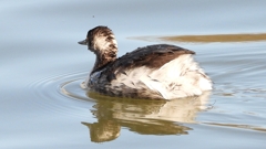 DSCN8006：ハジロカイツブリ