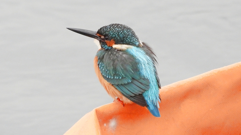 DSCN3391：カワセミ（オス）