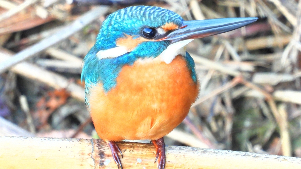 DSCN5154：カワセミ（オス）