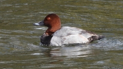 DSCN0318：ホシハジロ（オス）