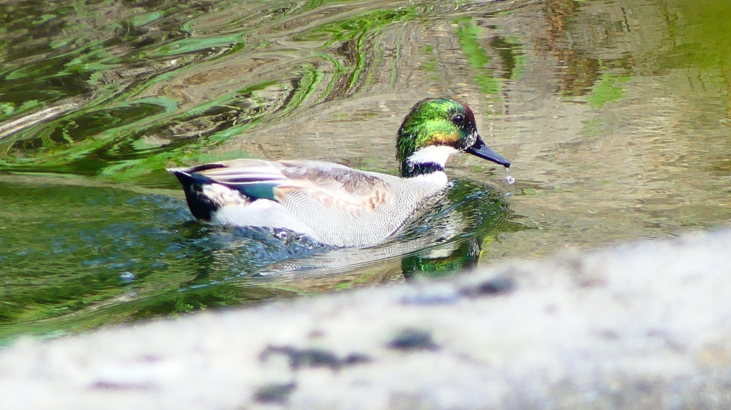 P2350184：ヨシガモ