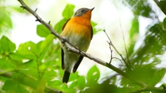 P2320359：ムギマキ（オス若鳥）