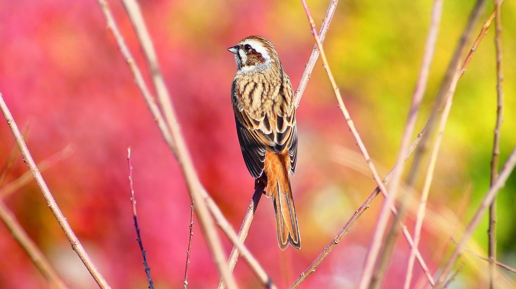 P2390323：ホオジロ（メス）