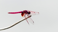 P2290247：ベニトンボ（オス）