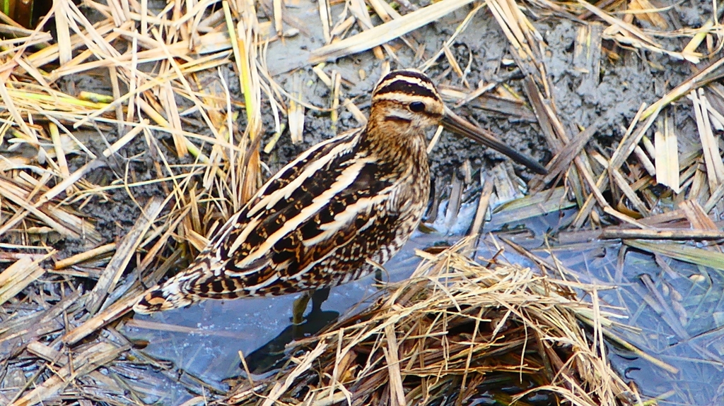 P2280629：タシギ
