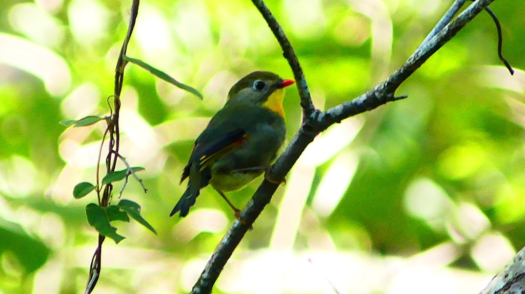 P2250499：ソウシチョウ