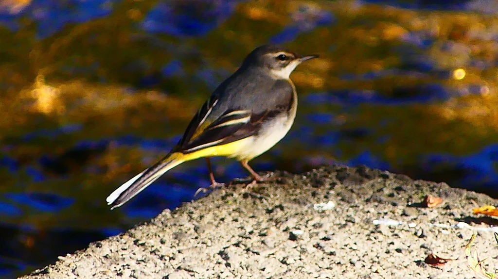 P2370437：キセキレイ