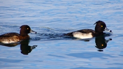 P2360578：キンクロハジロ