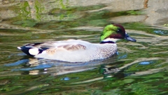 P2390680：ヨシガモ（オス）