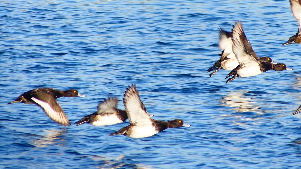P2380187：飛ぶキンクロハジロ