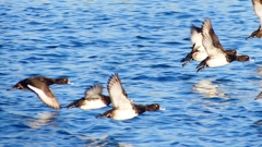 P2380187：飛ぶキンクロハジロ