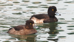 DSCN7173：キンクロハジロ