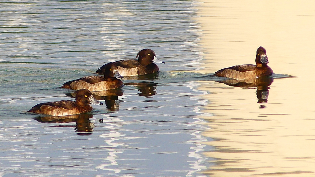 P2350343：キンクロハジロ