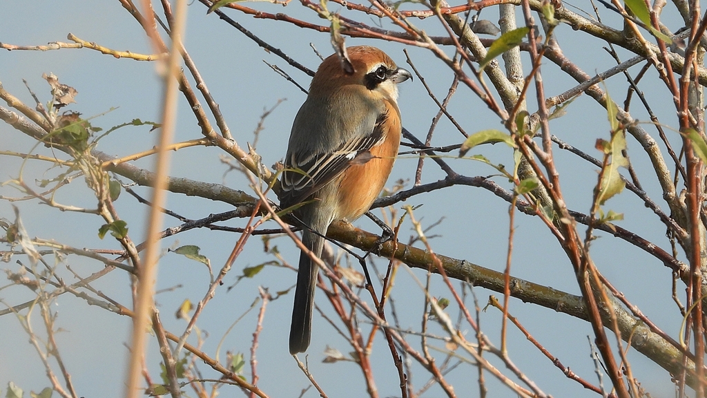 DSCN4277：モズ（オス）