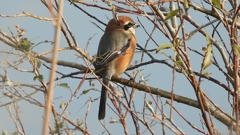 DSCN4277：モズ（オス）