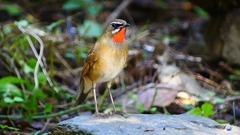 P2310036：ノゴマ（オス）