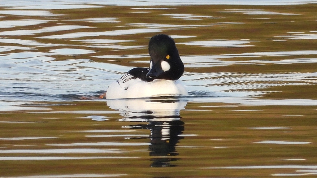 DSCN2416：ホオジロガモ（オス）