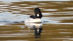 DSCN2416：ホオジロガモ（オス）