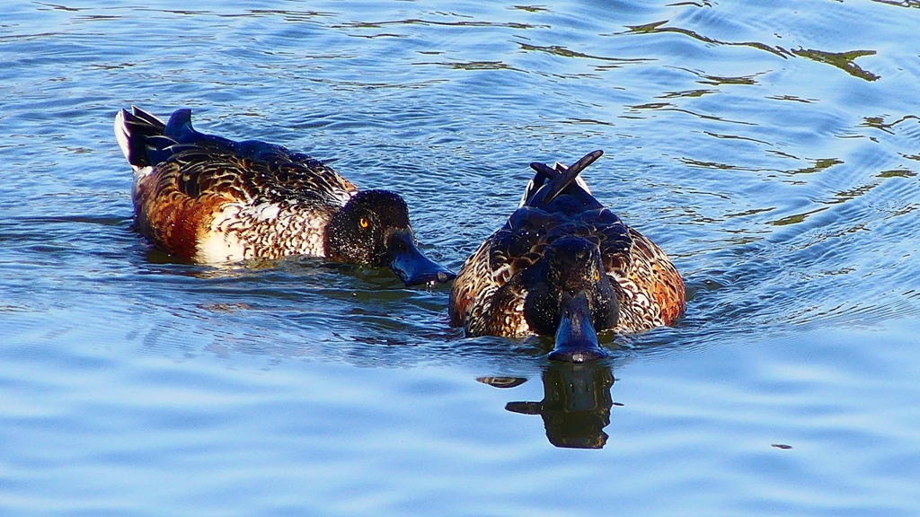 P2360028：ハシビロガモ