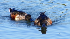 P2360028：ハシビロガモ