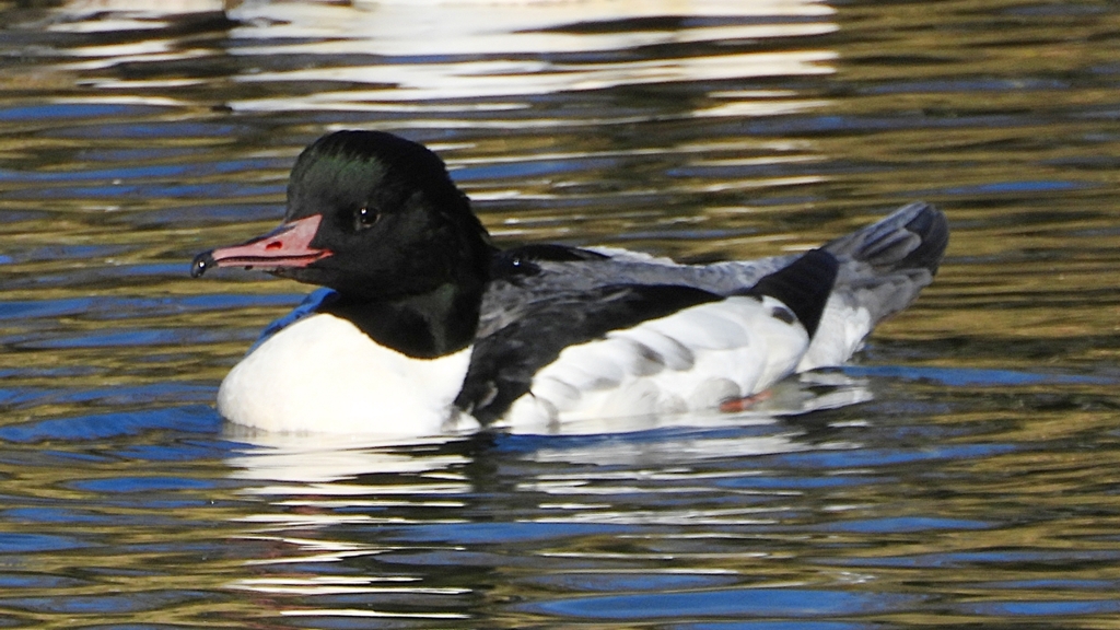 DSCN1440：カワアイサ（オス）