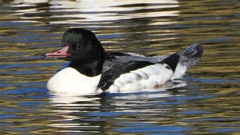 DSCN1440：カワアイサ（オス）