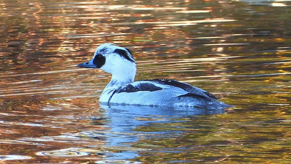 DSCN4798：ミコアイサ（オス）