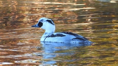 DSCN4798：ミコアイサ（オス）