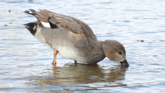 DSCN1786：オカヨシガモ（オス）