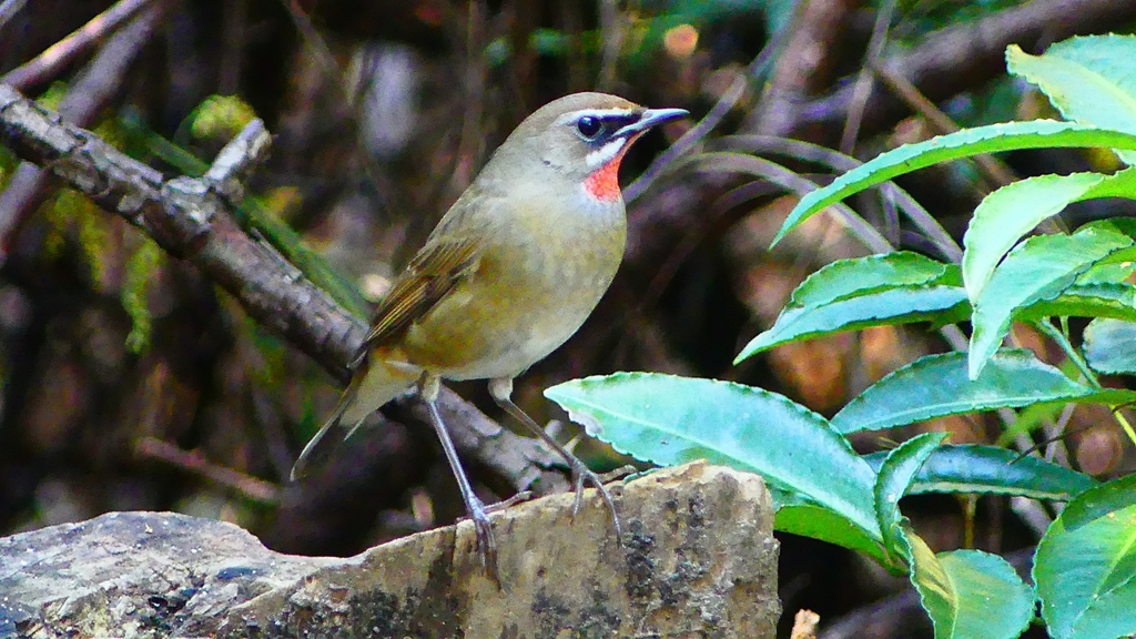 P2310465：ノゴマ（オス