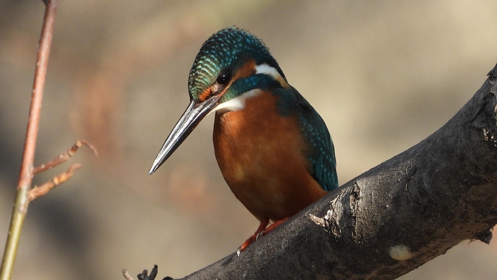 DSCN0625：カワセミ（オス）