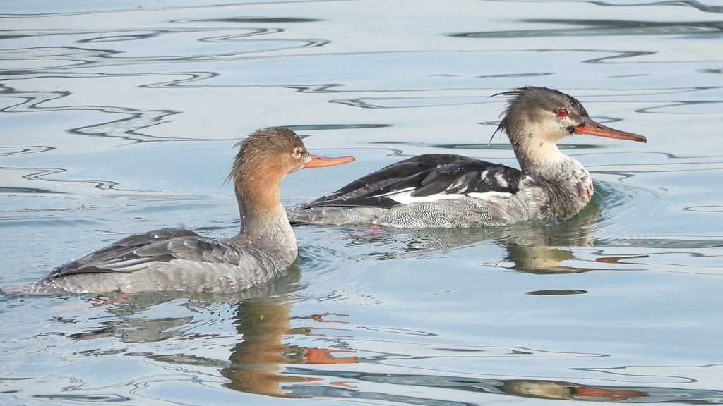 DSCN4515：ウミアイサ