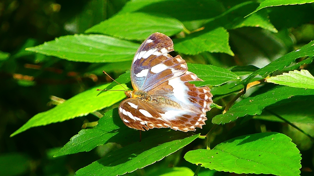 P2260484：メスグロヒョウモン