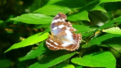 P2260484：メスグロヒョウモン