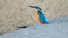 P2320108：カワセミ