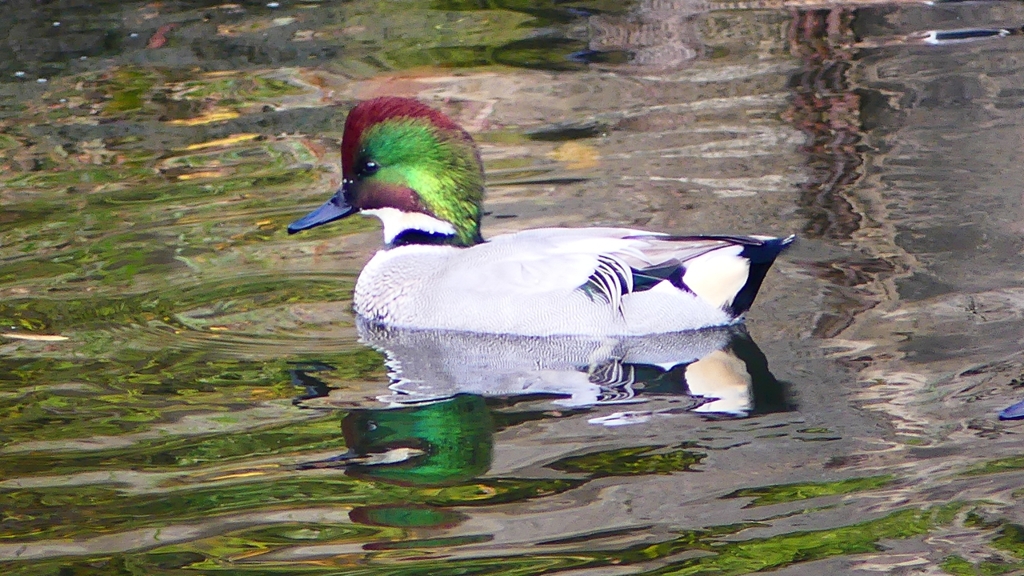 P2390705：ヨシガモ