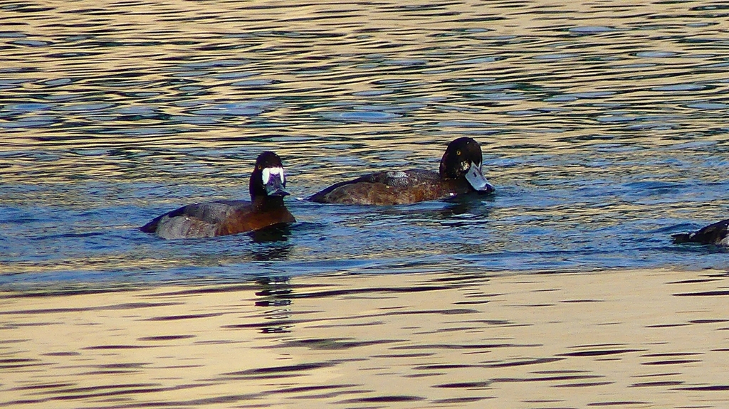 P2350405：スズガモ