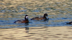 P2350405：スズガモ