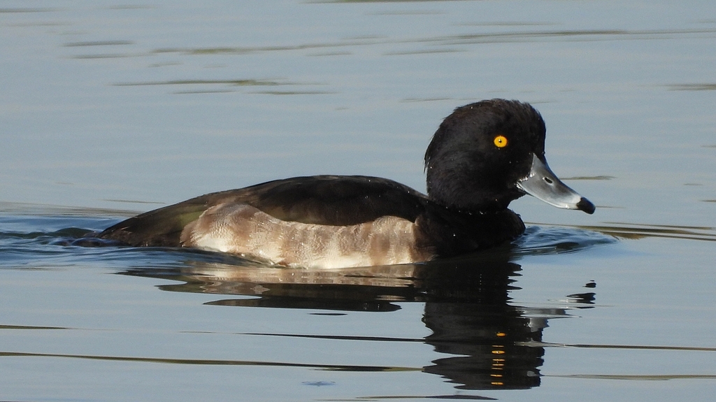 DSCN2876：キンクロハジロ（オス）