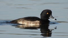 DSCN2876：キンクロハジロ（オス）