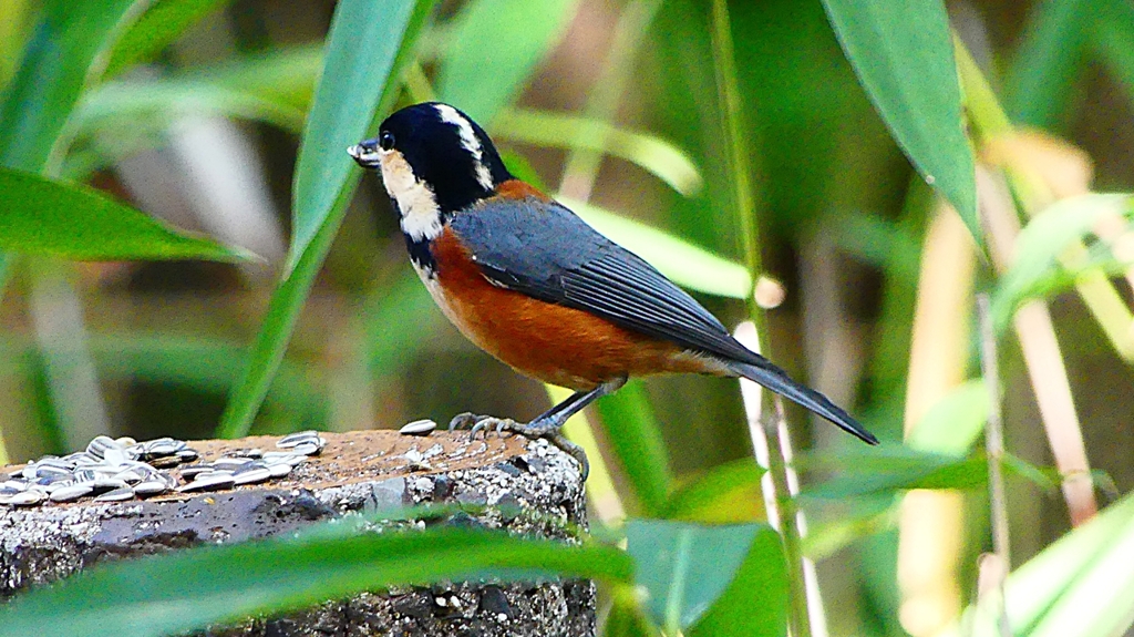 P2360339：ヤマガラ