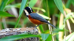 P2360339：ヤマガラ