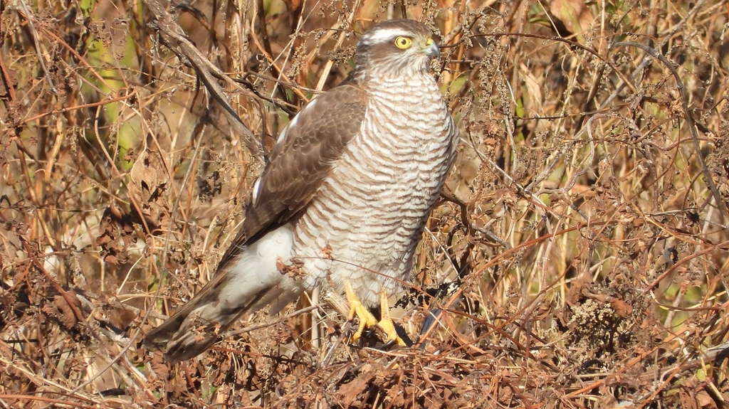 DSCN5524：ハイタカ